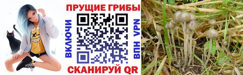 Галлюциногенные грибы Psilocybine cubensis  купить наркотик  Луза 